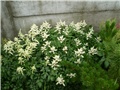 astilbe